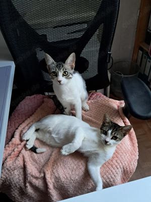 Unsere zwei allerliebsten Kater-Brüder Milo und Rodi suchen ein gemeinsames Zuhause