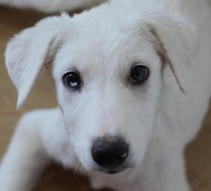 Bolek, noch ein Geschwisterchen, sucht liebe Familie