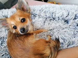 Chihuahua mix welpen