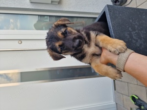 Schäferhund Mix Welpen