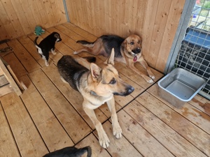 Schäferhund Mix Welpen