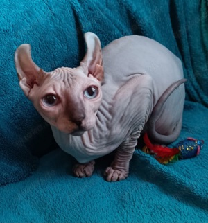 Vier zuckersüße Elf Sphynx Kitten ab sofort abzugeben, 