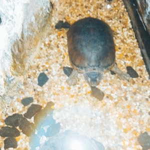 Ich Verkaufe meine 3 Moschus Schildkröten 