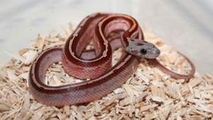 Blood Tessera Motley Pied 