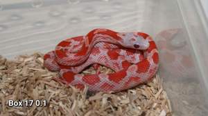 Lava Pied, Lava Pied Motley, Lavablood