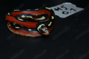 Bobingen Augsburg Applegate Splotched Lampropeltis polyzona sinaloae Dreiecksnatter