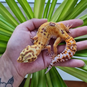 Leopardgecko (Giant) Tangerine Tremper 