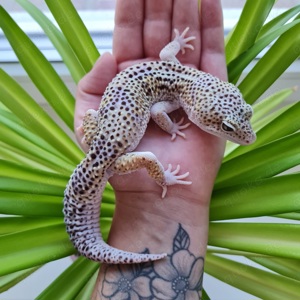 Leopardgecko Männchen 