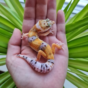 Leopardgecko W&Y 