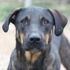 Leif, geb. ca. 03 2022, lebt in GRIECHENLAND, im städt. Tierheim Serres