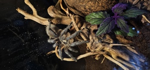 Harpactira pulchripes 0.1