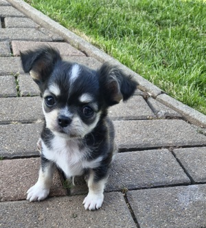 Auszugsbereit Typvoller Chihuahua Langhaar Rüde in black tricolor mit Ahnentafel 