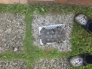 testudo Marginata Breitrand Landschildkröte Weibchen und Männchen