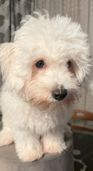 Maltipoo welpen 