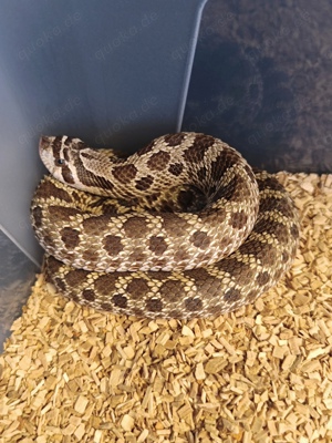 Suche adulte 0,1 hognose