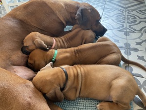 Rhodesian Ridgeback Welpen 