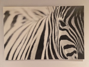 Ikea Zebra Bild 118x78cm Leinwand Leinwandbild