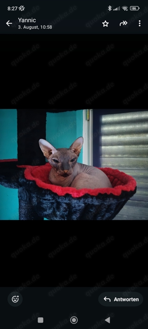 Don Sphynx Katze 