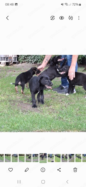 Schäferhund mix Labrador Welpen 