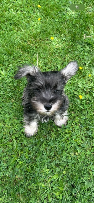 Zwergschnauzer Welpen reinrassig haben ihre Koffer gepackt :) Eltern mit Ahnentafel