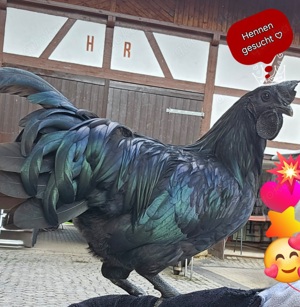 SuChE Ayam Cemani HeNnEn!