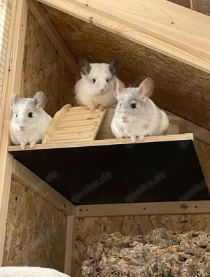 3 Chinchillas (weiß grau gescheckt und Angora)