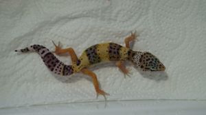 Leopardgecko 0.0.7 aus 24