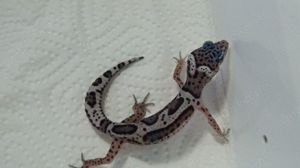 Leopardgecko 0.0.10 aus 24