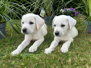 Nur noch 2 wunderschöne schneeweisse Labrador Welpen (Arbeitslinie)  