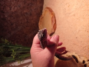 Leopardgecko mit Terrarium 