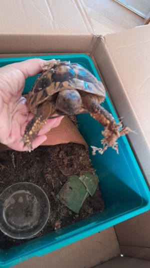 landschildkröte samy 6 jahre mit papiere 