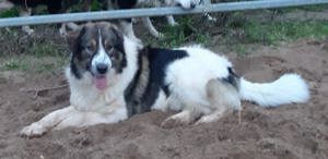 Tornjak, Kroatischer Schäferhund, Herdenschutzhund