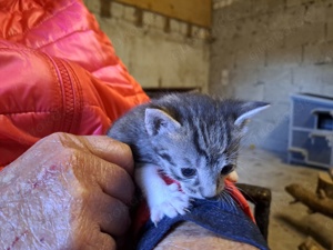 Zahmer Kater, kinderlieb und stubenrein 