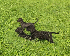 Wunderschöne Cockapoo-Welpen abzugeben (Pudel Cockerspaniel)