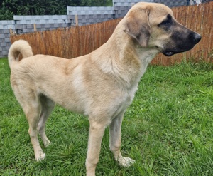 Kangal Rüde sucht neues Zuhause