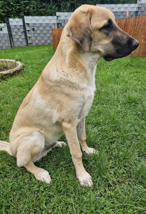 Lieber Kangal sucht dringend Zuhause