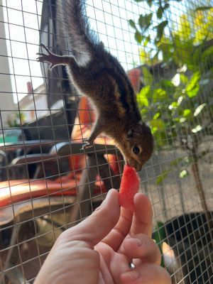 chinesische baumstreifenhörnchen