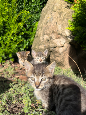 Katzenbabys zu verkaufen!