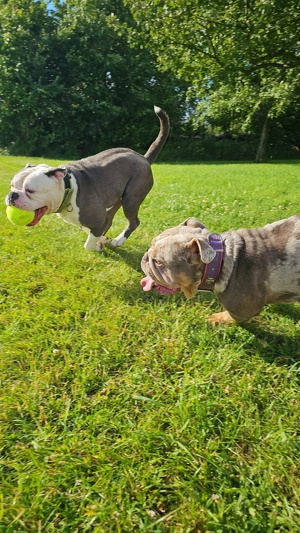 Bulldoggen Hündin mit Ahnentafel sucht wieder ein Zuhause 