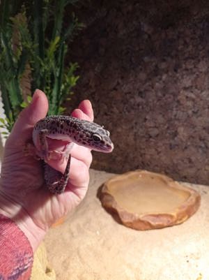 Leopardgecko mit Terrarium 