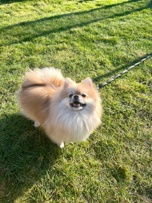 Pomeranian Deckrüde