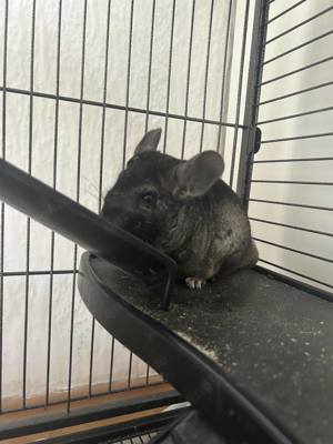 Heteroebony weibliche Chinchilla