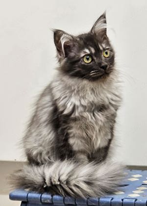 Wunderschöne Maine Coon Kitten 