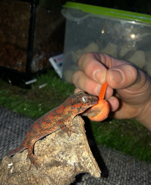 Höckerkopfgecko 1.0Rhacodactylus auriculatus