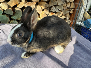 Kaninchen Zwergkaninchen KASTRAT schwarz weiß braun