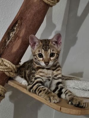 Bengal Katzen, Bengal Kitten 