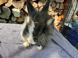 Kaninchen Zwergkaninchen KASTRAT Löwenköpfchen  schwarz grau