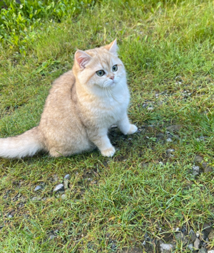 BKH Katze sehr süß