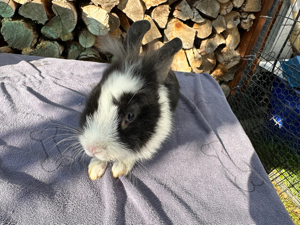 Kaninchen Zwergkaninchen KASTRAT  schwarz weiß