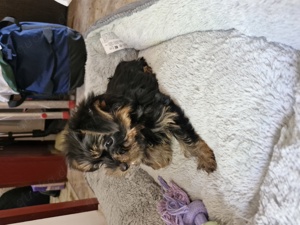 Yorkshire Terrier MINI 